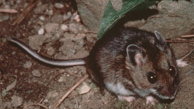 A file photo submitted to the Reno Gazette Journal in 2001 of a deer mouse. Deer mice are one of many rodents that transmit hantavirus through their urine and droppings.