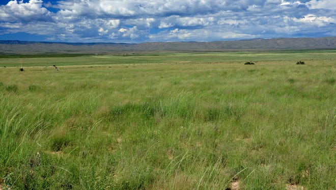 Especially on a wet year, the grasses on Otero Mesa in Otero County are lush and green – producing plenty of forage for the livestock and wildlife.