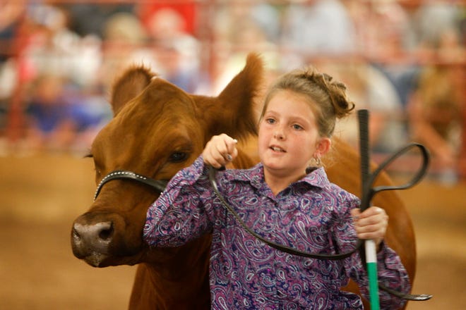 Charliann Nunn exits the arena with her steer Snickerdoodle after the conclusion of the market steer class 1 category judging, Thursday, Aug. 16, 2018 during the annual beef show at the San Juan County Fair at McGee Park in Farmington.