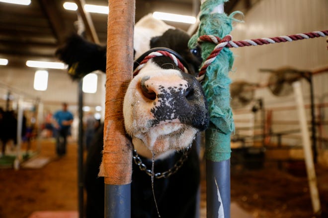 A steer is prepared for judging, Thursday, Aug. 16, 2018 at the annual beef show at the San Juan County Fair at McGee Park in Farmington.