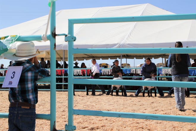 A child watches the 4-H lamb show, Thursday, Oct. 3, 2019, during the 108th Northern Navajo Nation Fair in Shiprock.