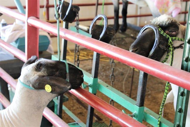 Lambs wait in corrals, Thursday, Oct. 3, 2019, prior to the 4-H lamb competition at the 108th Northern Navajo Nation Fair in Shiprock.