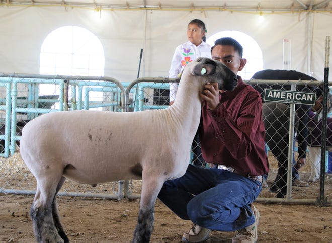 Dally Carlisle prepares his lamb, Turner, for the 4-H Club lamb competition, Thursday, Oct. 3, 2019, at the 108th Northern Navajo Nation Fair in Shiprock.