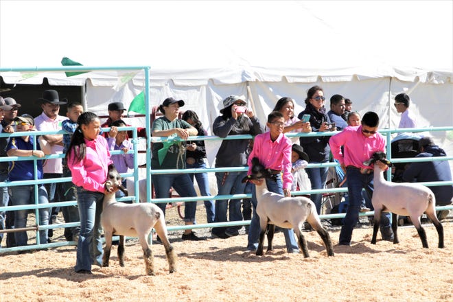 Youth compete, Thursday, Oct. 3, 2019, in the 4-H lamb show at the 108th Northern Navajo Nation Fair in Shiprock.