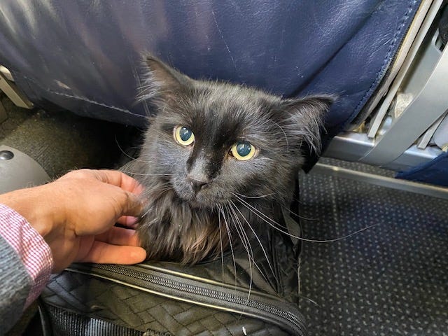 Sasha flew home to Portland after five years away from his family. He was found by the Santa Fe Animal Shelter roaming the streets of New Mexico.