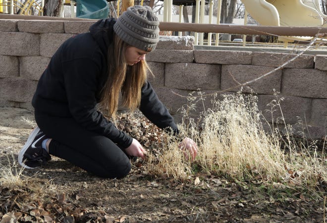 Brynlee Hancock, 13, pulls weeds while volunteering, Monday, Jan. 20, 2020, during the Martin Luther King Jr. Day of Service at Childhaven in Farmington.