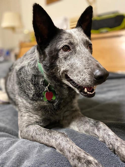 Mia is a 3-1/2- to 4-year-old heeler mix. Like most heelers, she is very loyal and will lay in your lap until you can ’ t stand it anymore. She has been a resident of the Farmington Regional Animal Shelter for more than a year. If you are interested in Mia, please stop in to meet her. The Farmington Regional Animal Shelter is located at 133 Browning Parkway and can be reached at 505-599-1098. Check Petfinder.com for an up-to-date list of pets up for adoption.