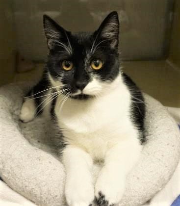 Esther is a beautiful, 8-month-old, black-and-white cat looking for a new place to call home. If you are looking to add a furry best friend to your family, look no further. The Farmington Regional Animal Shelter is located at 133 Browning Parkway and can be reached at 505-599-1098. Check Petfinder.com for an up-to-date list of pets up for adoption.