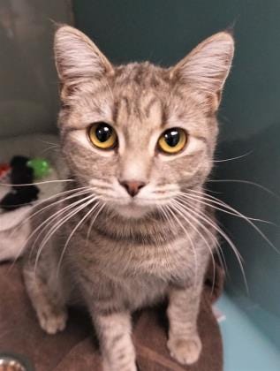 Tiger Lily is a playful and loving 1-year-old gray tabby. She is hoping to be your Valentine this year. Stop in and meet her today. She is waiting. The Farmington Regional Animal Shelter is located at 133 Browning Parkway and can be reached at 505-599-1098. Check Petfinder.com for an up-to-date list of pets up for adoption.