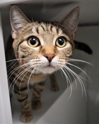 Bubbles is a curious and playful cat looking for a new home to explore. She is a sweet, 1-year-old tabby waiting for you to adopt her today. The Farmington Regional Animal Shelter is located at 133 Browning Parkway and can be reached at 505-599-1098. Check Petfinder.com for an up-to-date list of pets up for adoption.
