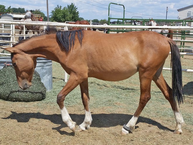 Romeo is a 3-year-old Navajo mustang gelding. He is beautiful to see and has a brain to match. He is halter trained, loads into a trailer and stands for the farrier. Romeo is one of those special horses so rare to find -- he trusts people and enjoys attention. The adoption fee for Romeo is $250. For more information, contact Four Corners Equine Rescue at 505-334-7220 or visit www.fourcornersequinerescue.org.