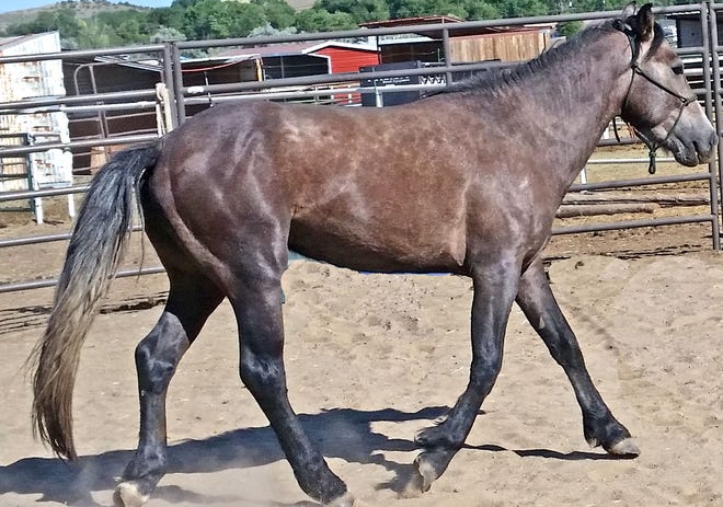 Legacy came to FCER as a law enforcement-assisted owner surrender. He is a 3-year-old gelding, very smart and has a good mind. Legacy is started on the training path -- he leads, loads and stands for the farrier. He should mature to about 14.2 hands high. He is current on vaccinations, deworming and farrier work. The adoption fee for Legacy is $250. For more information about Legacy, contact Four Corners Equine Rescue at 505-334-7220 or visit www.fourcornersequinerescue.org.