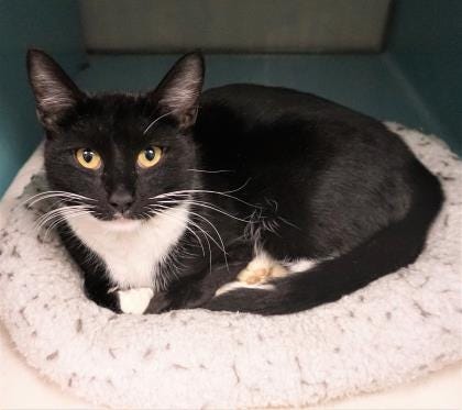 Jenny is a 2-year old tuxedo cat hoping to find her forever home today. She is sweet and loving, and will come up to the kennel door when you walk by. Meet Jenny today. The Farmington Regional Animal Shelter is located at 133 Browning Parkway and can be reached at 505-599-1098. Check Petfinder.com for an up-to-date list of pets up for adoption.