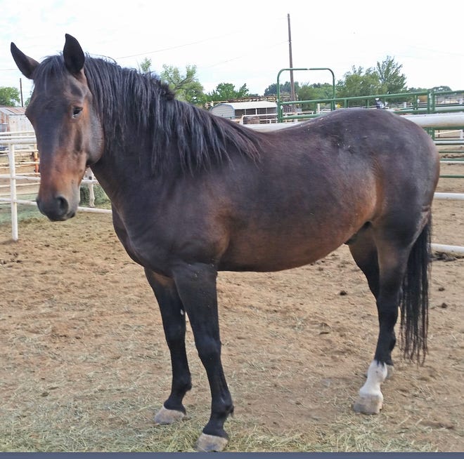 Rambler is a gorgeous, 7-year-old dark bay gelding. Originally a wild horse from the Thoreau area, Rambler is being trained using natural horsemanship techniques. Potential adopters are encouraged to participate in the training at no expense to them. He stands about 14.3 hands high and weighs about 800 pounds. The adoption fee for Rambler is $350. For more information about Rambler, contact Four Corners Equine Rescue at 505-334-7220 or visit www.fourcornersequinerescue.org.