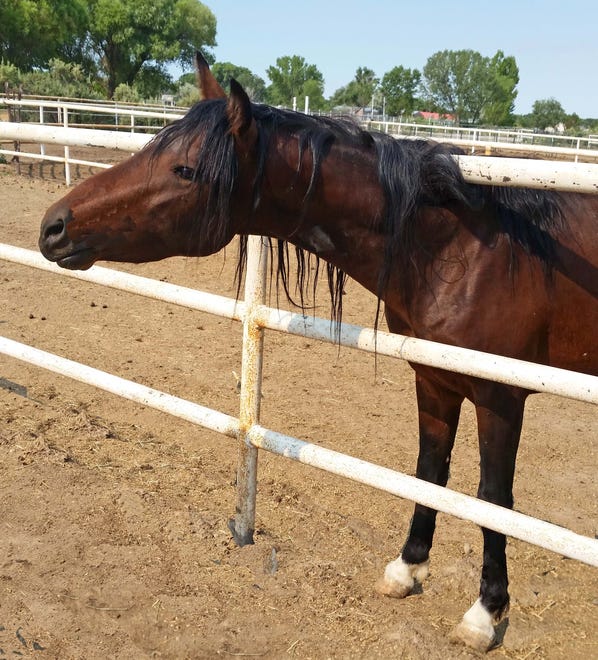 Vista is a 3-year-old gelding. He has just arrived off the range and is still elusive around people. He is OK once he is haltered, which may indicate someone previously has worked with him. Vista is a pony, standing about 13.2 hands high. He does halter, lead and load. The right person for Vista would use gentle techniques and continue his education. The adoption fee for Vista is $200. For more information, contact Four Corners Equine Rescue at 505-334-7220 or visit www.fourcornersequinerescue.org.