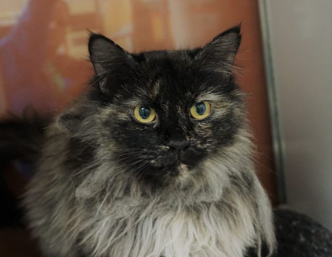 Jasmine is a stunning, 5-year-old long hair cat with unique coloring. She is a lovebug and will need a home where she can get brushed out on a regular basis to keep her looking beautiful. The Farmington Regional Animal Shelter is located at 133 Browning Parkway and can be reached at 505-599-1098. Check Petfinder.com for an up-to-date list of pets up for adoption.