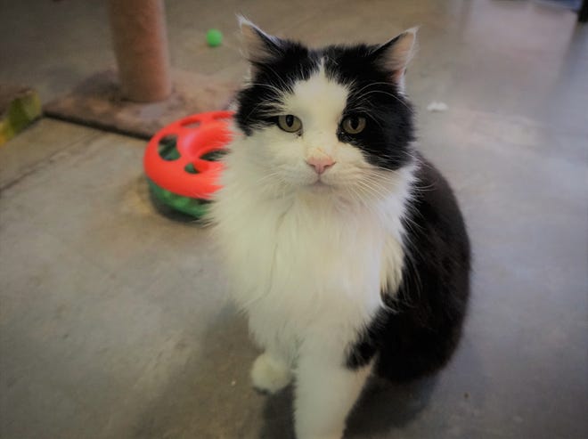Oreo is a handsome, 4-year-old, black-and-white cat looking for his forever home. He does well with other cats and loves to be petted. Stop in and meet Oreo today. The Farmington Regional Animal Shelter is located at 133 Browning Parkway and can be reached at 505-599-1098. Check Petfinder.com for an up-to-date list of pets up for adoption.