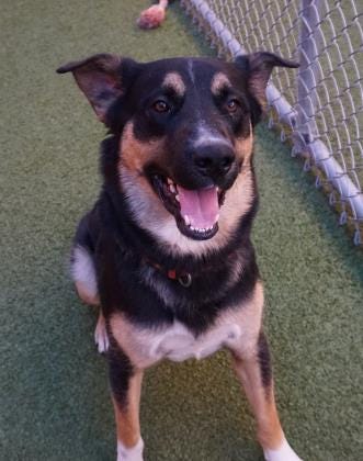 Hemi is a 1-year-old shepherd mix looking for his forever home. He is a playful guy and loves to play with his toys. He is hoping you will come in and adopt him today. The Farmington Regional Animal Shelter is located at 133 Browning Parkway and can be reached at 505-599-1098. Check Petfinder.com for an up-to-date list of pets up for adoption.