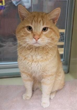 Phobos is a 6-year-old orange tabby looking for a new place to call home. He was found as a stray with some injuries and is healthy and ready to go home today.  The Farmington Regional Animal Shelter is located at 133 Browning Parkway and can be reached at 505-599-1098. Check Petfinder.com for an up-to-date list of pets up for adoption.