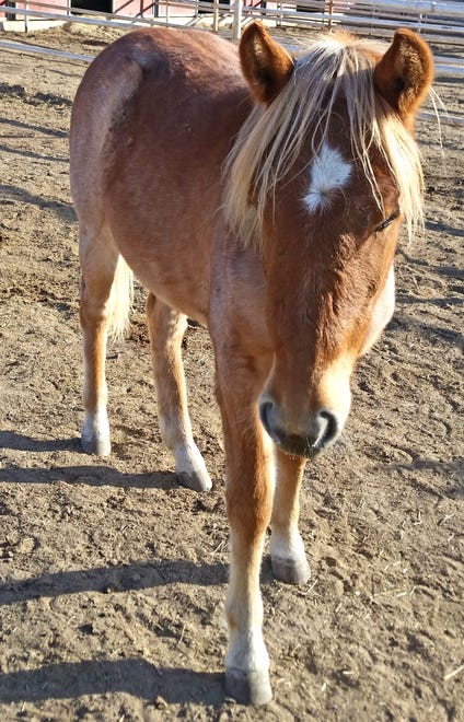Dayle is a yearling half-Arab, half-mustang filly. She’s very gentle and loves attention. Dayle is looking for a home where she can fit in with other horses. Her adoption fee is $250. For more information about Dayle, contact Four Corners Equine Rescue at 505-334-7220 or visit www.fourcornersequinerescue.org.