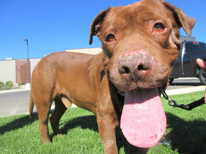 Hooch is a 3-year-old mastiff mix looking for a forever home. He loves walks and being in the outdoors. If you are looking for a best friend to hike with, come in and meet Hooch today. The Farmington Regional Animal Shelter is located at 133 Browning Parkway and can be reached at 505-599-1098. Check Petfinder.com for an up-to-date list of pets up for adoption.