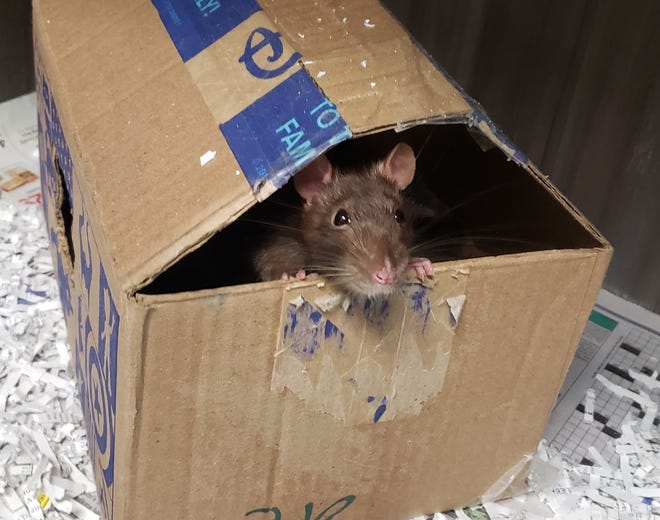 Connie is a 6-month-old female brown rat. She is hoping you have a love for critters and will give her and her sister Mona a home. She loves to be handled and to play in her box house. The Farmington Regional Animal Shelter is located at 133 Browning Parkway and can be reached at 505-599-1098. Check Petfinder.com for an up-to-date list of pets up for adoption.