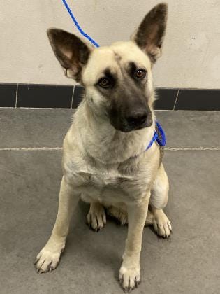 Ava is a sweet, 1-year-old shepherd mix. She would do best in a home without cats. She does well on walks and likes to be around her people. Call to meet her today. The Farmington Regional Animal Shelter is located at 133 Browning Parkway and can be reached at 505-599-1098. Check Petfinder.com for an up-to-date list of pets up for adoption.