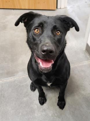 Stormie is a 1-year-old, goofy, happy, playful, black lab. If you are in need of a running buddy, Stormie is your gal. She has lots of energy and loves her toys. The Farmington Regional Animal Shelter is located at 133 Browning Parkway and can be reached at 505-599-1098. Check Petfinder.com for an up-to-date list of pets up for adoption.