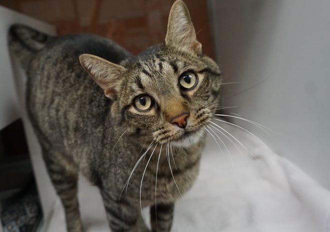 Toby is a 3-year-old male tabby cat looking for a new place to call home. He is sweet and loving, and would like to be your lap warmer this fall. The Farmington Regional Animal Shelter is located at 133 Browning Parkway and can be reached at 505-599-1098. Check Petfinder.com for an up-to-date list of pets up for adoption.