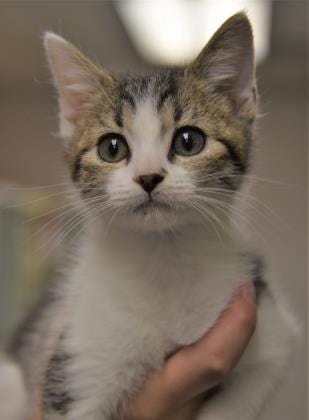 Bagel is a cute, playful, 2-month-old kitten. He is looking for a new home to explore. Stop in and meet him today. The Farmington Regional Animal Shelter is located at 133 Browning Parkway and can be reached at 505-599-1098. Check Petfinder.com for an up-to-date list of pets up for adoption.