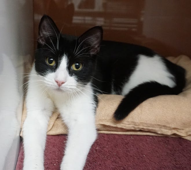 Ophelia is a bundle of love in a small package. She is wanting a home of her own. Ophelia is 1 year old and has a sleek, black-and-white coat. Stop in and meet her today. The Farmington Regional Animal Shelter is located at 133 Browning Parkway and can be reached at 505-599-1098. Check Petfinder.com for an up-to-date list of pets up for adoption.