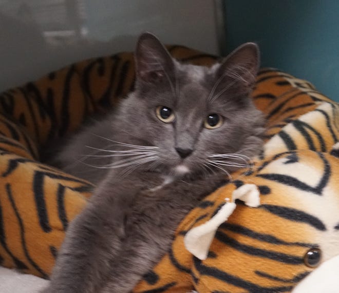 Stefani is a stunning, long-hair, gray cat looking for a new loving home. She is 2 years old, and loves cuddles and attention. She will be waiting to meet you. The Farmington Regional Animal Shelter is located at 133 Browning Parkway and can be reached at 505-599-1098. Check Petfinder.com for an up-to-date list of pets up for adoption.