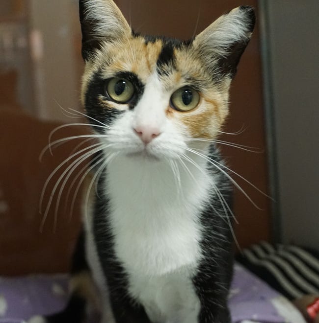 Marcie is a 5-year-old calico cat looking for a new place to call home. She is loving and sweet, and will curl up in your lap and purr away. Make an appointment to meet her today. The Farmington Regional Animal Shelter is located at 133 Browning Parkway and can be reached at 505-599-1098. Check Petfinder.com for an up-to-date list of pets up for adoption.