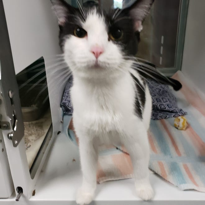Lady Ruby is a 3-year-old, short-hair, black-and-white cat. She is sweet and loving, and would like to go home with you. She is waiting to meet her new family. The Farmington Regional Animal Shelter is located at 133 Browning Parkway and can be reached at 505-599-1098. Check Petfinder.com for an up-to-date list of pets up for adoption.