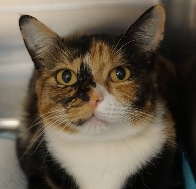 Laura is a stunning, 4-year-old calico. She has a lot to say and loves people. Stop by to meet her. The Farmington Regional Animal Shelter is located at 133 Browning Parkway and can be reached at 505-599-1098. Check Petfinder.com for an up-to-date list of pets up for adoption.
