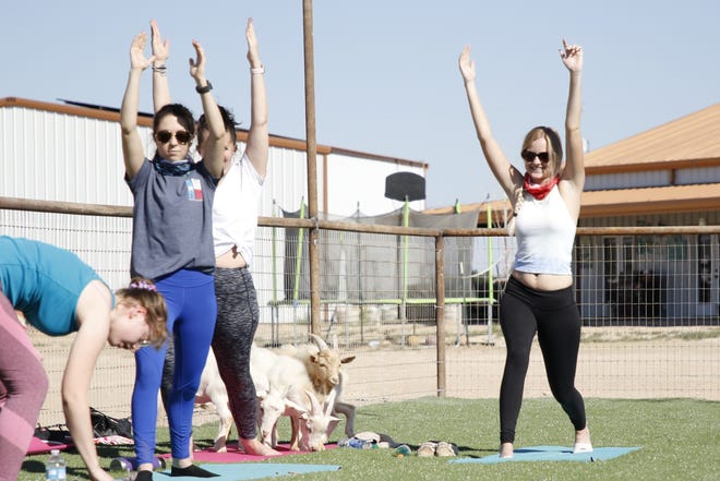 Carlsbad Yoga Barre celebrates its grand opening on Oct. 10, 2020 with a session of Goat Yoga which is one part yoga, one part pet therapy.
