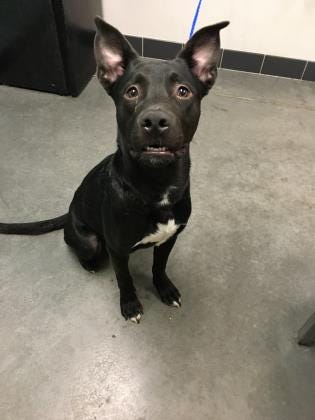 Rocko is in search of an active household. He is a 1-year-old male pit mix who loves to run, walk and play. He loves toys and has energy for long runs or hikes. The Farmington Regional Animal Shelter is located at 133 Browning Parkway and can be reached at 505-599-1098. Check Petfinder.com for an up-to-date list of pets up for adoption.