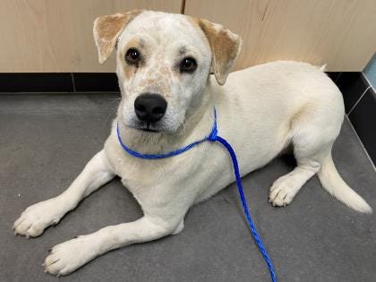 Spot is a 1-year-old mixed breed looking for a new place to call home. He can be a bit shy at first but warms up quickly. Come in and meet Spot today. The Farmington Regional Animal Shelter is located at 133 Browning Parkway and can be reached at 505-599-1098. Check Petfinder.com for an up-to-date list of pets up for adoption.
