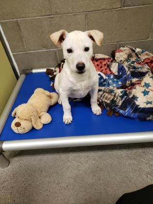 Little Bit is the cutest, most playful, 3-month-old pup you will meet. She is solid white and ready to find her forever home. Come in and meet her today. The Farmington Regional Animal Shelter is located at 133 Browning Parkway and can be reached at 505-599-1098. Check Petfinder.com for an up-to-date list of pets up for adoption.