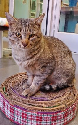 Duke is hoping to find his forever home. He is a stunning 5-year-old short-hair cat who would love to come live with you. The Farmington Regional Animal Shelter is located at 133 Browning Parkway and can be reached at 505-599-1098. Check Petfinder.com for an up-to-date list of pets up for adoption.