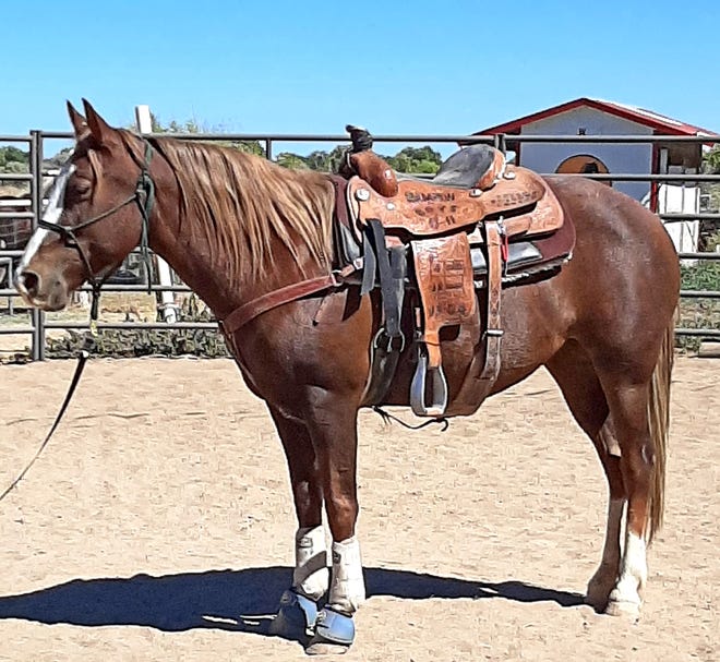 Ruth is a 9-year-old mustang from the Cuba, New Mexico, area. She came to Four Corners Equine Rescue wild and pregnant. Ruth is now in advanced ground and beginning saddle training. She is advancing nicely, and with the right person, she will make an excellent trail horse. Potential adopters are encouraged to come out and watch Ruth being worked. She will need a person with some experience in handling mustangs. The adoption fee for Ruth is $500. For more information, contact Four Corners Equine Rescue at 505-334-7220 or visit www.fourcornersequinerescue.org.