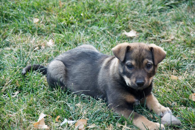 Celeste is a cute, 8-week-old shepherd puppy who just returned from foster care. She has an inquisitive mind and can find many ways to make a toy out of anything from a leaf to a rock. However, some of her favorite types of toys are those that make crunching sounds or that squeak. She loves cuddling up to her human and getting belly rubs. The Farmington Regional Animal Shelter is located at 133 Browning Parkway and can be reached at 505-599-1098. Check Petfinder.com for an up-to-date list of pets up for adoption.