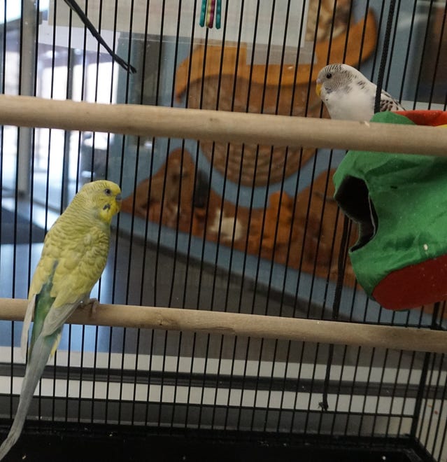 Kiwi, Peanut and Tweety are three parakeets, one female and two males, who are looking for a new place to call home. Call to make an appointment to meet them.   The Farmington Regional Animal Shelter is located at 133 Browning Parkway and can be reached at 505-599-1098. Check Petfinder.com for an up-to-date list of pets up for adoption.