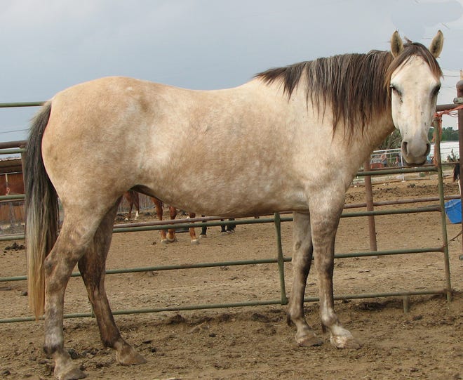 Trudy is a 15-year-old, gray mare. She was found roaming around outside of Cuba, New Mexico. Standing right at 15 hands high, Trudy is a stocky girl weighing about 1,000 pounds. She is halter trained and stands for the farrier. Trudy is being offered for adoption as a pasture pal only. An old injury prevents her from being a riding horse. She is up to date on vaccinations, deworming and teeth floating. Trudy’s adoption fee is $250. For more information, contact Four Corners Equine Rescue at 505-334-7220 or visit www.fourcornersequinerescue.org.