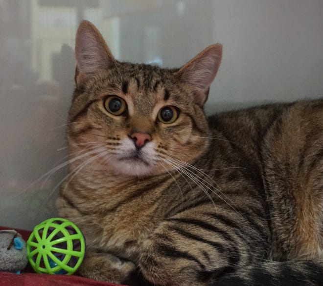 Mitzi is a shy but sweet, 2-year-old, tan-and-black tabby. He is looking for a family that will give him time to adjust and become part of the family. The Farmington Regional Animal Shelter is located at 133 Browning Parkway and can be reached at 505-599-1098. Check Petfinder.com for an up-to-date list of pets up for adoption.