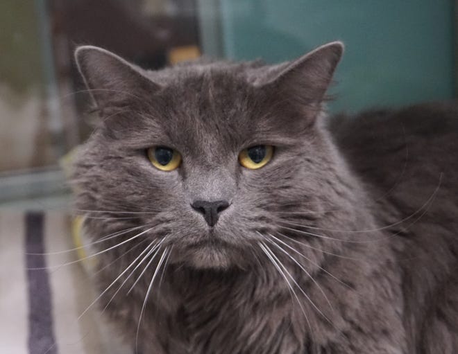 Lucas is a stunning, long-hair, gray cat. Lucas is about 2 1/2 years old. The staff and volunteers think he is such a sweetheart. Meet Lucas today. The Farmington Regional Animal Shelter is located at 133 Browning Parkway and can be reached at 505-599-1098. Check Petfinder.com for an up-to-date list of pets up for adoption.