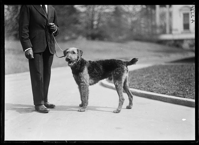 President Warren G. Harding's dog 'Laddie,' seen here, is one of four pets Harding had during his time as president.