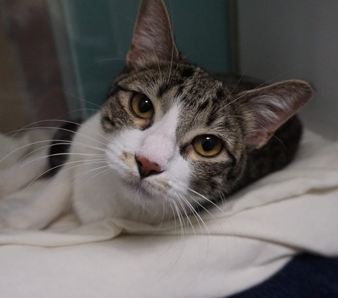 Raylene is a curious cat looking for a home to explore. She is sweet and loving, and will curl up on your lap all the time. Raylene is 1-year-old short-hair lovebug. The Farmington Regional Animal Shelter is located at 133 Browning Parkway and. be reached at 505-599-1098. Check Petfinder.com for an up-to-date list of pets up for adoption.